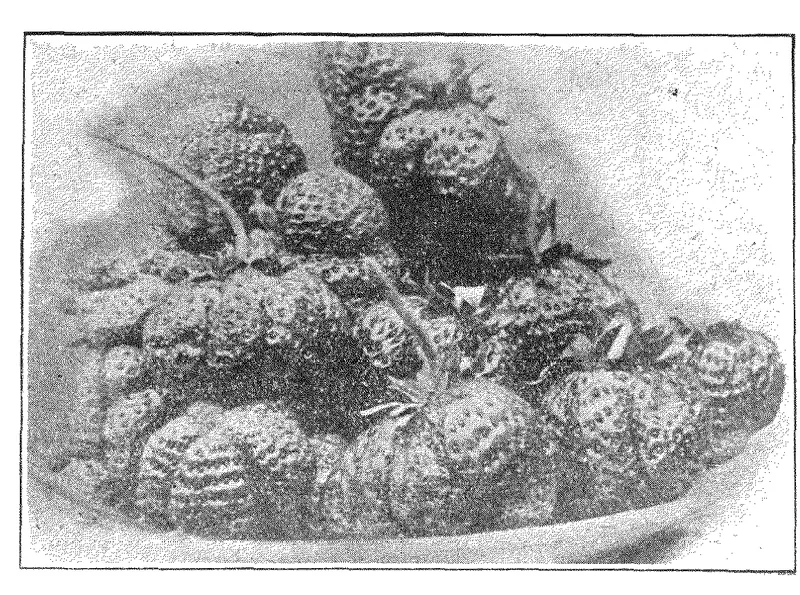 Halftone photograph of a shallow dish heaped with large strawberries, printed in Christofleau's booklet of about 1927