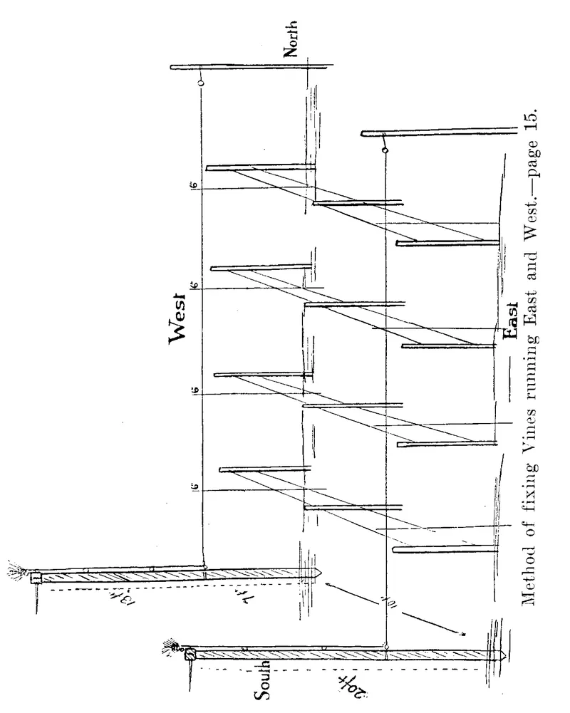 Christofleau's plan for vine rows running east and west, printed sideways: two apparatus posts at the south end with height marks of 20 ft and 13 ft, and wires running north along the rows to a post at the north end