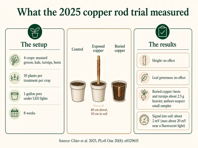 What the 2025 copper rod trial measured: setup of 4 crops (mustard greens, kale, turnips, beets), 10 plants per treatment per crop, 1-gallon pots under LED lights, 8 weeks; three treatments, control, exposed copper on a 40 cm dowel with 10 cm in soil, and buried copper; results: height no effect, leaf greenness no effect, buried copper made beets and turnips about 2.5 g heavier with the authors suspecting small samples, and a signal into soil of about 2 mV with a maximum of about 20 mV near a fluorescent light. Source: Chier et al. 2025, PLoS One